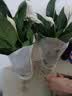 年宵花【热销款】白掌一帆风顺盆栽水培植物绿植过年装饰摆件年货 【店主推荐】特级白掌6-8株带花+早安盆+营养液 实拍图