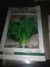 北蔬 菠菜种子苗大叶红根耐寒秋冬四季蔬菜种籽 红根大叶菠菜种子50g 实拍图