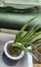 劉閣蘭花5色可选 水培梦香兰花苗带盆发货香水文心兰奶油味室内花卉盆栽草 【带3花剑】粉色文心兰 配北欧盆 实拍图