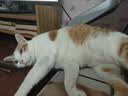 鲜朗低温烘焙猫粮 禽肉配方幼猫成猫奶糕无谷全价猫粮鲜郎 【禽肉配方】猫粮8kg(2kg*4) 实拍图
