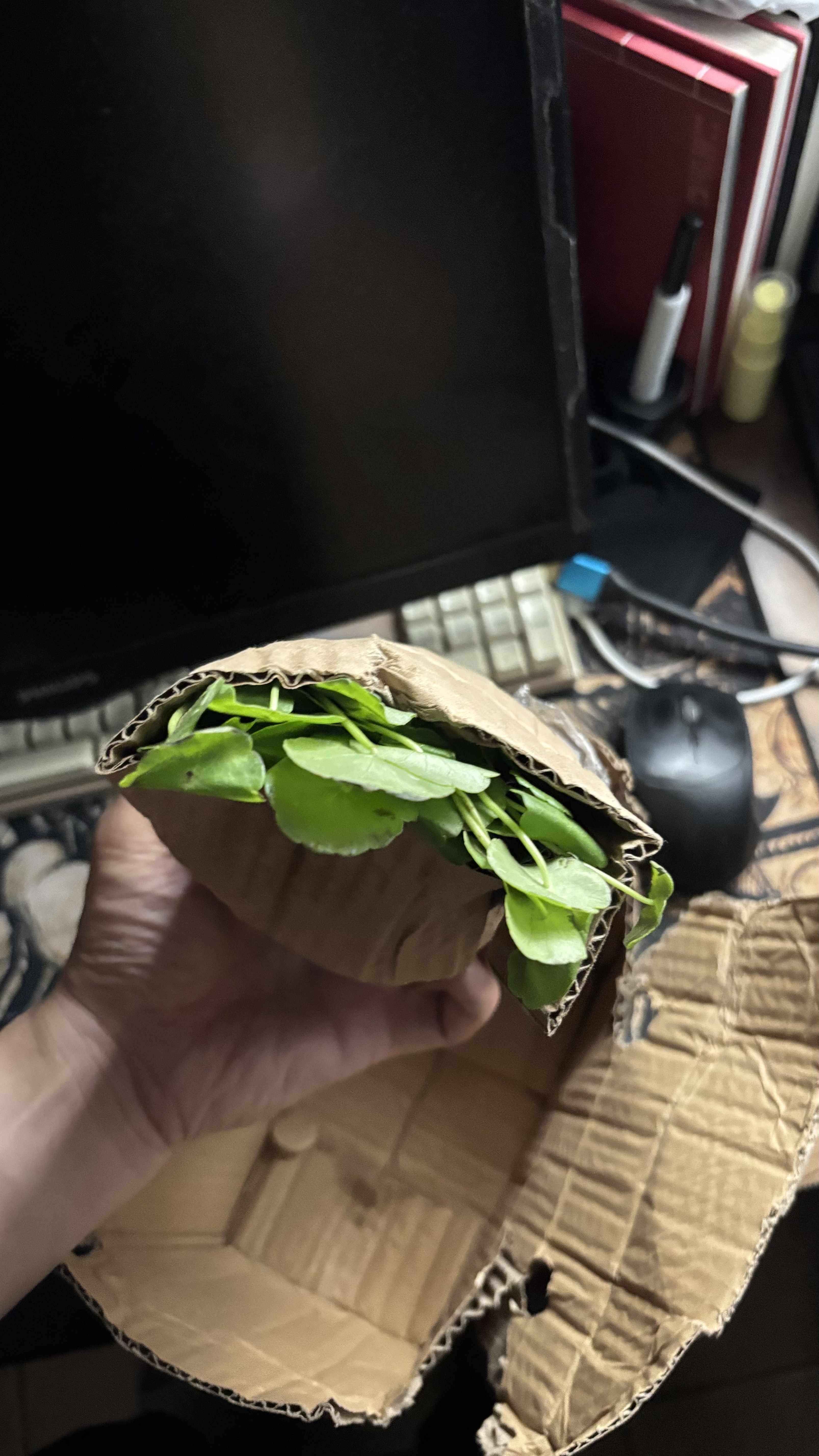 京云梦铜钱草水培盆栽金钱草室内外吸绿植花草2盆原土源头直发 实拍图
