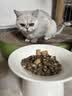 LEGENDSANDY蓝氏全价猫粮成猫幼猫生骨肉冻干粮 猎鸟乳鸽500g 实拍图