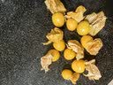 京觅东北姑娘果5斤装净重 灯笼果黄菇娘洋姑娘果 新鲜水果 源头直发 实拍图