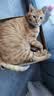 皇家猫粮 挑嘴成猫猫粮 高适口性 EF38 通用粮 12月以上 4KG 实拍图