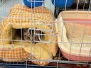 凯锐思豆腐猫砂除味猫沙豆腐砂豆腐渣低粉尘大颗粒结团吸水可冲厕所 【性价比豆腐砂4包】共18.4斤 实拍图