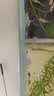 金晶超白鱼缸客厅桌面小鱼缸玻璃草缸龟缸懒人家用生态造景水族箱 长35CM宽21CM高23CM（厚度5MM） 金晶超白鱼缸裸缸 实拍图