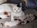 伟嘉猫粮成猫全价猫粮亮毛蓝猫均衡营养10kg海洋鱼夹心粮【原料透明】 实拍图