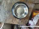 派乐特 猫碗不锈钢狗狗猫咪食盆猫咪宠物用品水粮碗防滑打不翻狗盆狗碗 实拍图