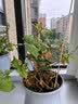 添可极客GT【芙万星辉同款  110℃高能除菌 28Kpa劲吸 14天无异味】家用洗地机 洗拖吸一体 扫地机器人 实拍图