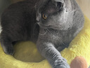 布兰德全价鲜煮主食猫条罐头湿粮幼猫成猫增肥猫条 甜虾北极贝32支装 实拍图