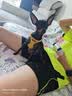petlimit小狗狗牵引绳背心式遛狗绳狗链子小型幼犬泰迪宠物胸背带 黄色XXS 实拍图