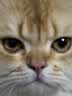 MUJI聚丙烯 附盖猫砂盆 宠物用品 猫厕所 阳台 半封闭 PAH7CC3S 白色 实拍图