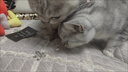 米奇旋风10合1猫咪复合维生素片60g*3 猫用维生素b营养片宠物营养补充剂 实拍图