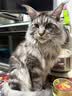 素力高（SolidGold）猫粮金素鸡升级款 成幼猫进口高蛋白12磅/5.44kg 实拍图
