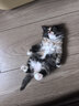 pidan猫砂 豆腐猫砂2.4kg*4包强力吸臭纯猫砂 可冲厕所非膨润土砂 实拍图