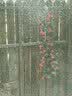 盛世泰堡仿真玫瑰塑料花藤装饰花假花绿植装饰空调管道布置69头红玫瑰 实拍图