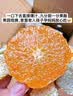 土八鲜江西赣南寻乌蜜橘 新鲜水果无籽柑橘子当季青皮甜蜜桔子生鲜 净重4.5斤推荐装（果径50mm+） 实拍图