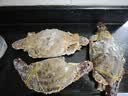 梭子蟹鲜活特大野生舟山大螃蟹海鲜新鲜冷冻海蟹水产飞蟹白蟹顺丰 9两以上/只 【净重5斤 舟山直发 坏单包赔】 实拍图