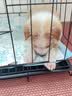 欢刻狗笼宠物笼子大中小型犬带厕所便携折叠笼子狗猫咪鸡兔折叠笼具子 黑色61*42*50【15斤内】限小体格 实拍图