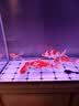 森森（SUNSUN）大型鱼缸底过滤水族箱客厅家用落地玻璃生态金鱼缸 超白隔断屏风款 1米长42cm宽（黑白灰可选） 实拍图