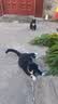 普安特宠物猫咪驱虫药驱虫体内外一体幼成虫跳蚤犬虱非泼罗尼爱滴克套装 实拍图