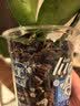 花大师兰花植料发酵腐熟松树皮新西兰进口松鳞蝴蝶兰种植基质专用土大块 国产10升（12~18mm）过筛 发酵树皮 实拍图