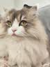 富力鲜（Frisian）泰国进口 猫罐头85g罐白身鲔鱼+牛肉成猫宠物猫粮零食 新客试吃 实拍图