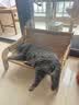 城市理享深呼吸木薯猫砂2.5kg*4包除臭去尿味强吸水不易粘底防臭纯木薯沙 实拍图