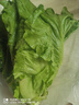罗马生菜约500g 实拍图