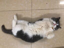 LEGENDSANDY蓝氏全价猫粮成猫幼猫生骨肉冻干粮 猎鸟乳鸽500g 实拍图