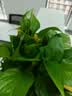 京东绿植绿萝盆栽除甲醛花卉绿植办公室新房净化空气180早安盆4盆源头直 实拍图