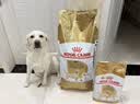 皇家狗粮 拉布拉多成犬狗粮 宠物大型犬 LR30 全价犬粮 ≥15月 12KG 实拍图