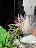 萌嘟星宠仿真水草鱼缸造景套装水族箱布景装饰摆件假植塑料假水草 11件套 实拍图