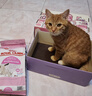 皇家猫粮 幼猫猫粮 幼猫奶糕 K36 通用粮 4-12月 2KG 实拍图
