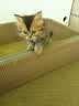 麦富迪猫粮 barf霸弗天然猫粮冻干幼猫粮高蛋白温和护肠胃鲜鸡肉1.8kg*3 实拍图