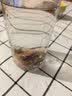 南同四海京仁堂猴头菇丁香茶搭健脾养胃茶护修复胃黏膜慢性萎缩胃炎暖胃茶 实拍图