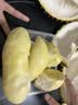 京鲜生 进口金枕头鲜榴莲 净重5-6斤 1个装 生鲜新鲜水果七夕情人节礼物 实拍图