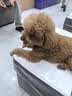 XCHO小宠遛狗绳牵引绳狗狗牵引绳遛狗伸缩狗绳大中小型犬牵引绳 实拍图