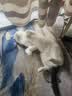 领先成猫尝鲜礼包主食级烘焙猫粮猫条餐盒汤包（新老款随机发货） 实拍图