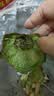 秘鲁进口哈斯牛油果 老树奶酪牛油果 新鲜孕妇水果宝宝辅食鳄梨 单果净重：190-210g 4粒独享装 实拍图
