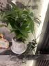 花翁大盆三杆发财树绿植盆栽招财植物办公室内开业盆景金钱树源头直发 实拍图