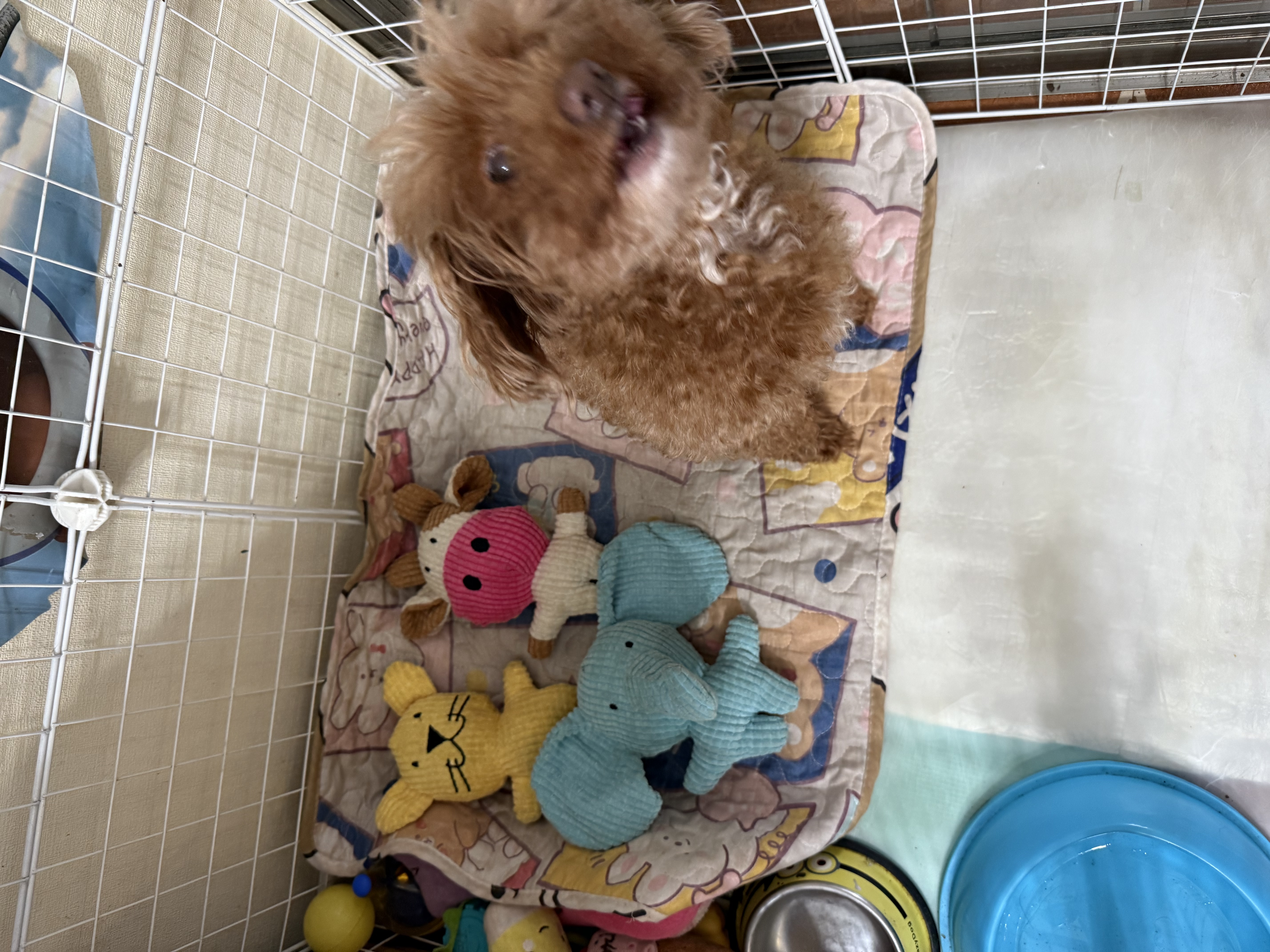 HELLOJOY狗狗玩具发声耐咬自嗨解闷神器磨牙消耗体力中小型犬幼犬宠物用品 实拍图
