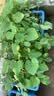 德沃多55L植物营养土通用养花土种菜有机土壤泥炭土绿植盆栽种植 实拍图