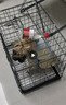 腆宠狗笼狗窝猫笼狗笼子中小型犬带厕所猫笼子大号家用室内狗围栏兔笼 实拍图
