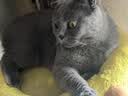 布兰德全价鲜煮主食猫条罐头湿粮幼猫成猫增肥猫条 甜虾北极贝32支装 实拍图