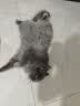 大宠爱 猫驱虫药 体内外同驱耳螨虱子跳蚤虫 2.6-7.5kg成猫 6支装 实拍图
