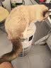 美的家用宠物空气净化器 吸猫毛除过敏源猫猫搭子猫毛净化器杀菌消毒除猫狗异味 卫健委备案 小怪兽PET500【宠物专享】 实拍图