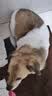 力狼狗粮 全价成犬粮 博美泰迪金毛阿拉斯加边牧大中小犬型粮 【53%肉含量-护胃健骨】鲜鸭肉梨4斤 实拍图