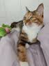 京东京造宠物猫咪沐浴露抑菌除螨氨基酸清洁祛味去污止痒低敏温和500ml  实拍图