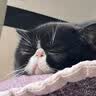 冠能猫粮 成猫猫粮鸡肉味10kg 全价猫粮 稳固免疫【宠物金选】 实拍图